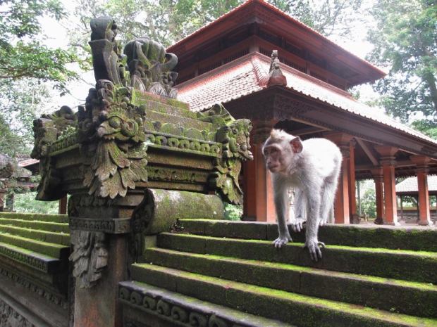 monkey ubud dont trust him